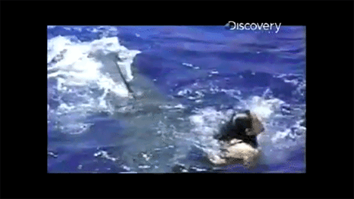 10-final-moments-recorded-seconds-before-animals-fatal-attack_11