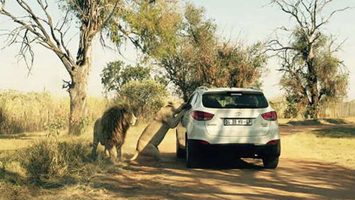 10-final-moments-recorded-seconds-before-animals-fatal-attack_3