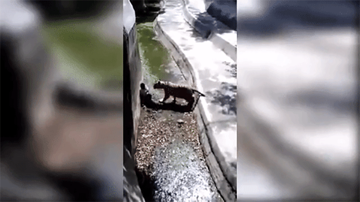 10-final-moments-recorded-seconds-before-animals-fatal-attack_5