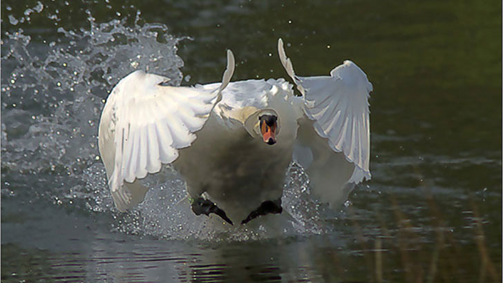 10-final-moments-recorded-seconds-before-animals-fatal-attack_7