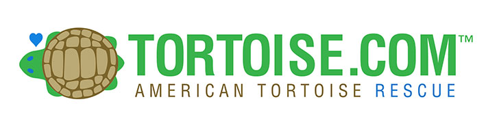 American Tortoise Rescue