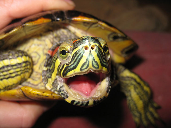 Things to consider if you still want a pet turtle or tortoise