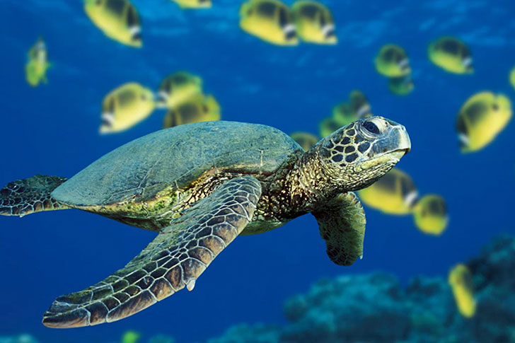 Another great way to get a turtle is to adopt one.