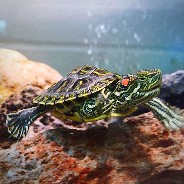 Turtles need enough room.