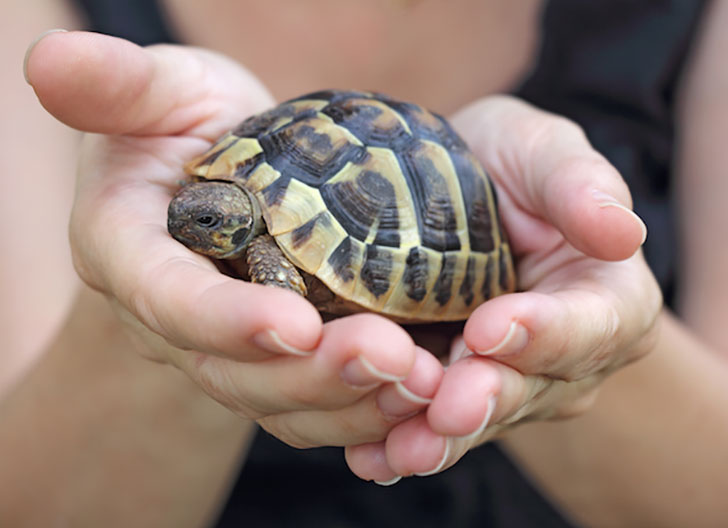 Turtles and tortoises carry disease.