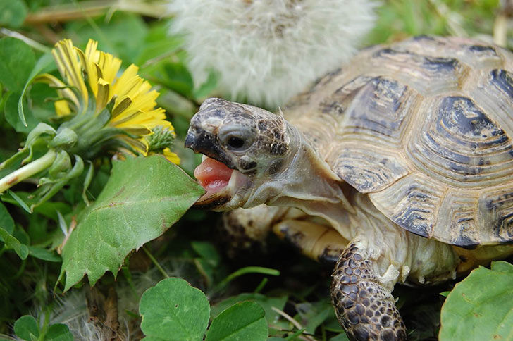 Turtles and tortoises need a lot of fresh food.
