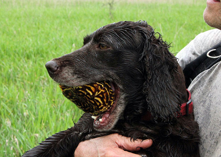 Your dog might eat your turtle.