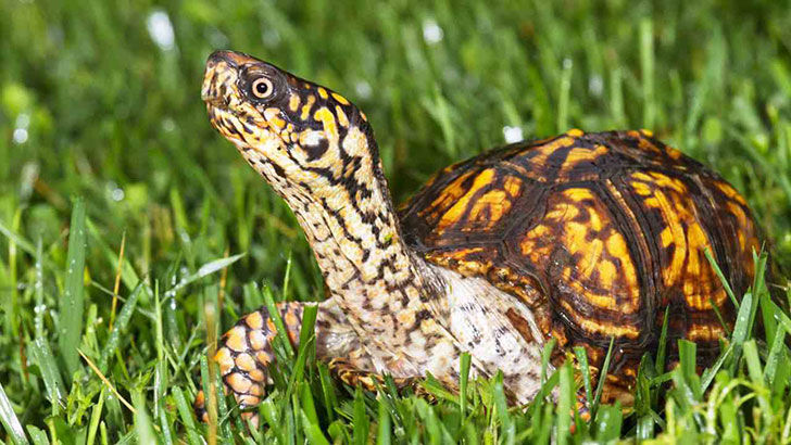 You just want to own an exotic pet for a Status Symbol.
