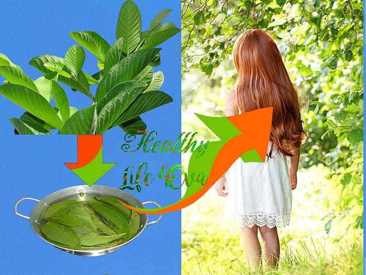 12-amazing-health-benefits-of-guava-leaves-from-treating-hair-loss-to-cancer_12