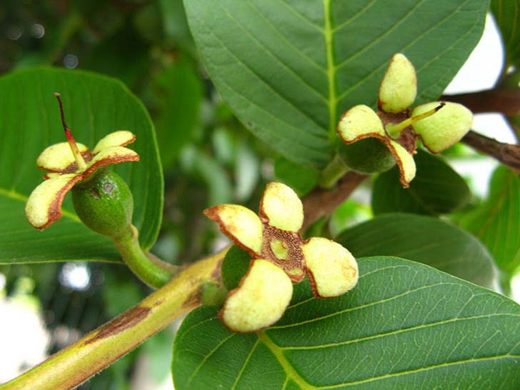 12-amazing-health-benefits-of-guava-leaves-from-treating-hair-loss-to-cancer_13