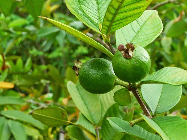 12-amazing-health-benefits-of-guava-leaves-from-treating-hair-loss-to-cancer_5