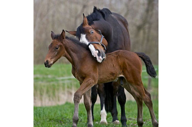 13-warm-pics-show-that-moms-love-is-the-greatest-love-ever_10