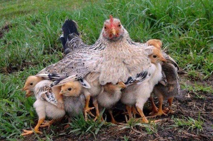 13-warm-pics-show-that-moms-love-is-the-greatest-love-ever_5