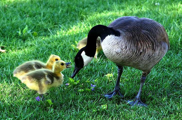 13-warm-pics-show-that-moms-love-is-the-greatest-love-ever_6