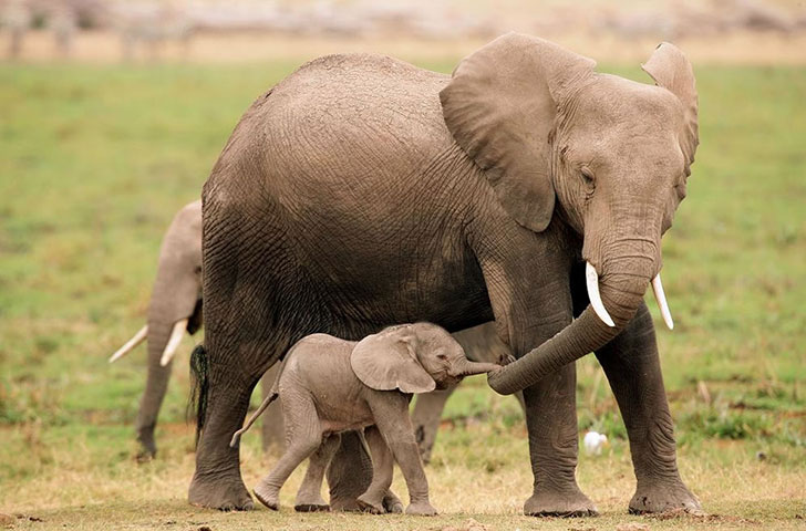 13-warm-pics-show-that-moms-love-is-the-greatest-love-ever_9