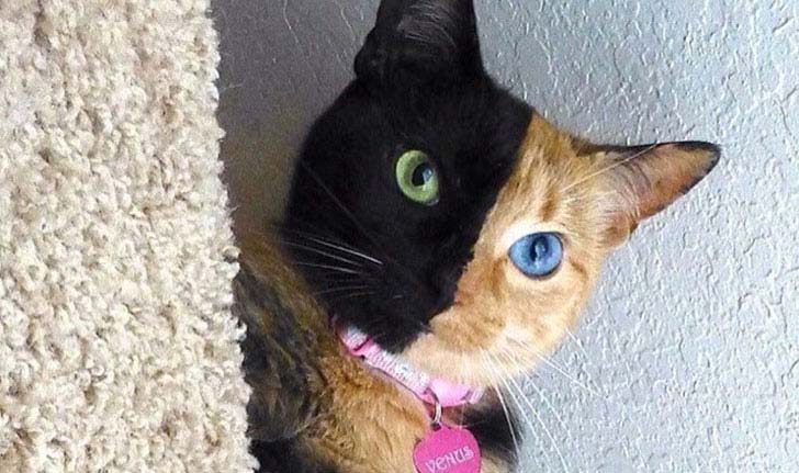 15-amazing-pictures-that-look-fake-but-are-totally-real_5