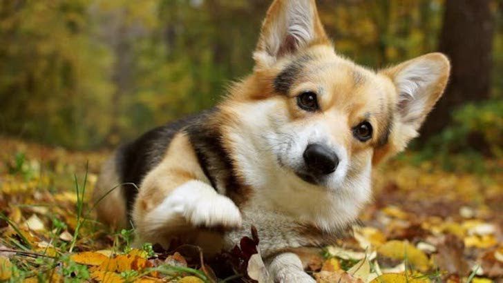 15 Top Dog Breeds For Seniors Who Want A Furry Companion_91