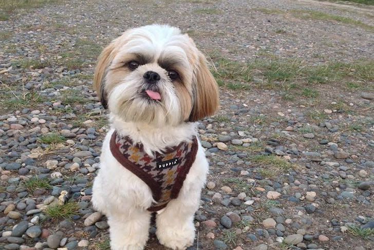 15 Top Dog Breeds For Seniors Who Want A Furry Companion_92