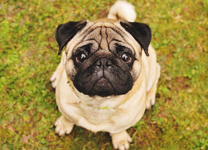 15 Top Dog Breeds For Seniors Who Want A Furry Companion_93