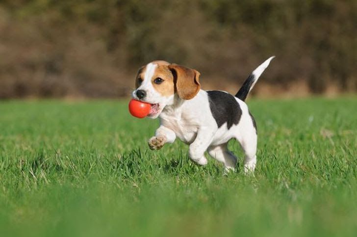 15 Top Dog Breeds For Seniors Who Want A Furry Companion_94