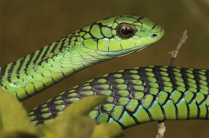15-deadliest-snakes-on-earth_1
