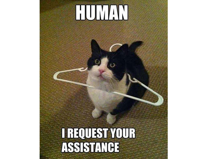 15-funny-pics-that-reveal-the-reality-of-living-with-a-cat_1