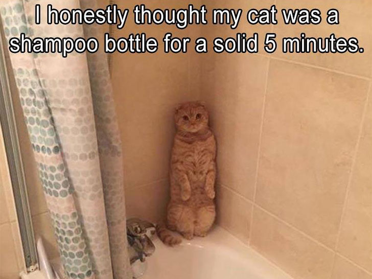 15-funny-pics-that-reveal-the-reality-of-living-with-a-cat_10