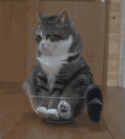 15-funny-pics-that-reveal-the-reality-of-living-with-a-cat_11