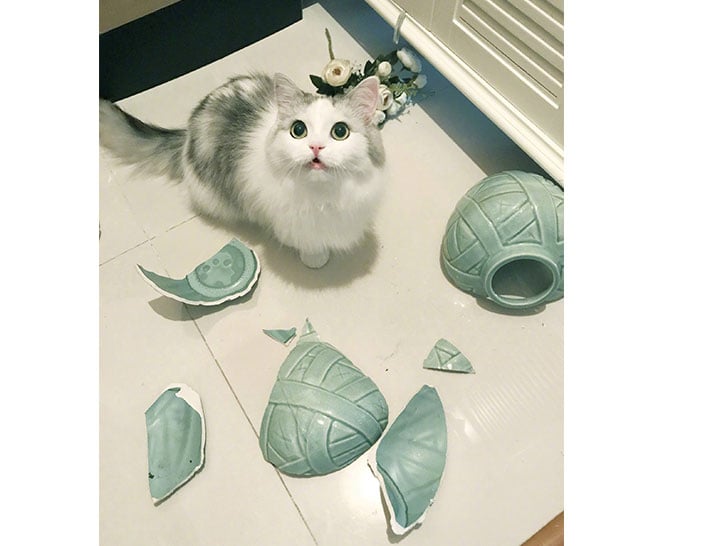15-funny-pics-that-reveal-the-reality-of-living-with-a-cat_12