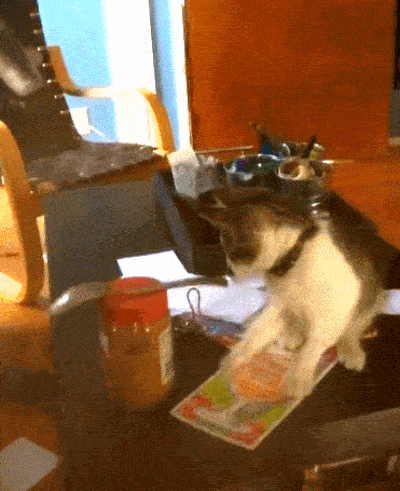 15-funny-pics-that-reveal-the-reality-of-living-with-a-cat_13