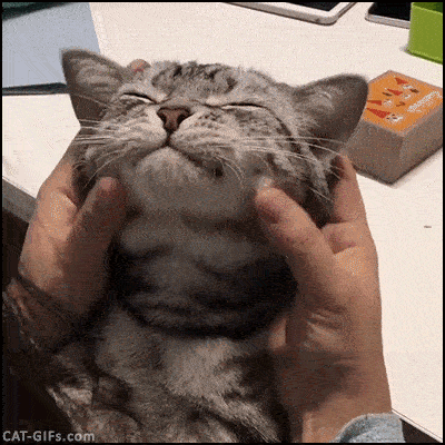 15-funny-pics-that-reveal-the-reality-of-living-with-a-cat_14