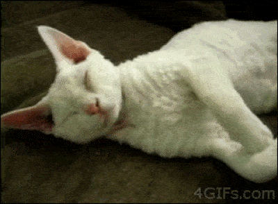 15-funny-pics-that-reveal-the-reality-of-living-with-a-cat_15