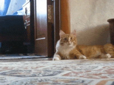 15-funny-pics-that-reveal-the-reality-of-living-with-a-cat_2