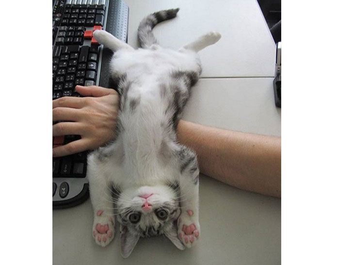 15-funny-pics-that-reveal-the-reality-of-living-with-a-cat_3