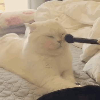 15-funny-pics-that-reveal-the-reality-of-living-with-a-cat_4