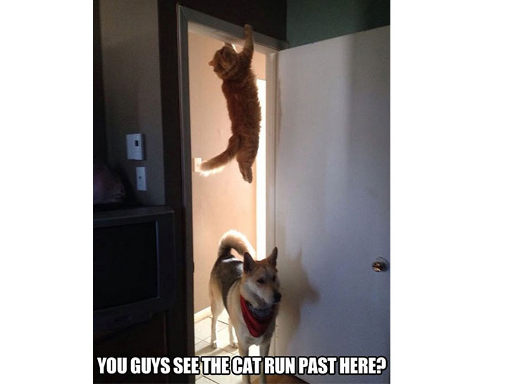 15-funny-pics-that-reveal-the-reality-of-living-with-a-cat_6