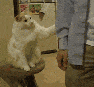15-funny-pics-that-reveal-the-reality-of-living-with-a-cat_7