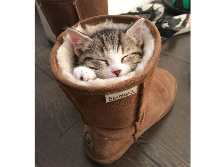 15-funny-pics-that-reveal-the-reality-of-living-with-a-cat_8