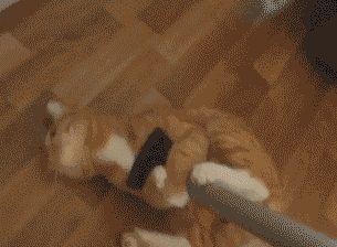 15-funny-pics-that-reveal-the-reality-of-living-with-a-cat_9
