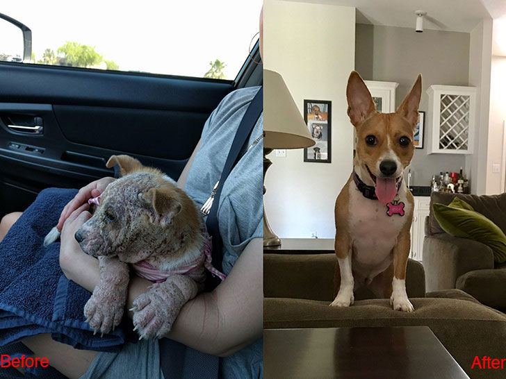 15-incredible-transformations-of-rescue-dogs-before-andamp-after-adoption_1