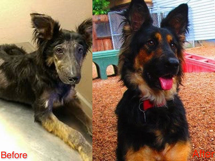 15-incredible-transformations-of-rescue-dogs-before-andamp-after-adoption_10