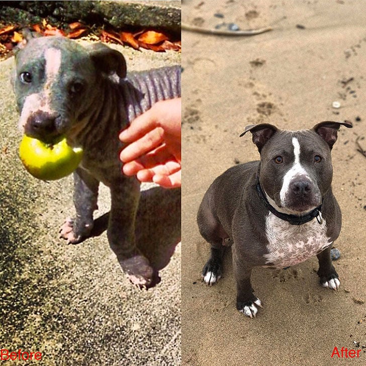 15-incredible-transformations-of-rescue-dogs-before-andamp-after-adoption_11
