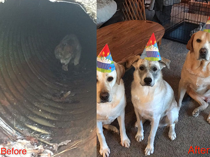 15-incredible-transformations-of-rescue-dogs-before-andamp-after-adoption_12