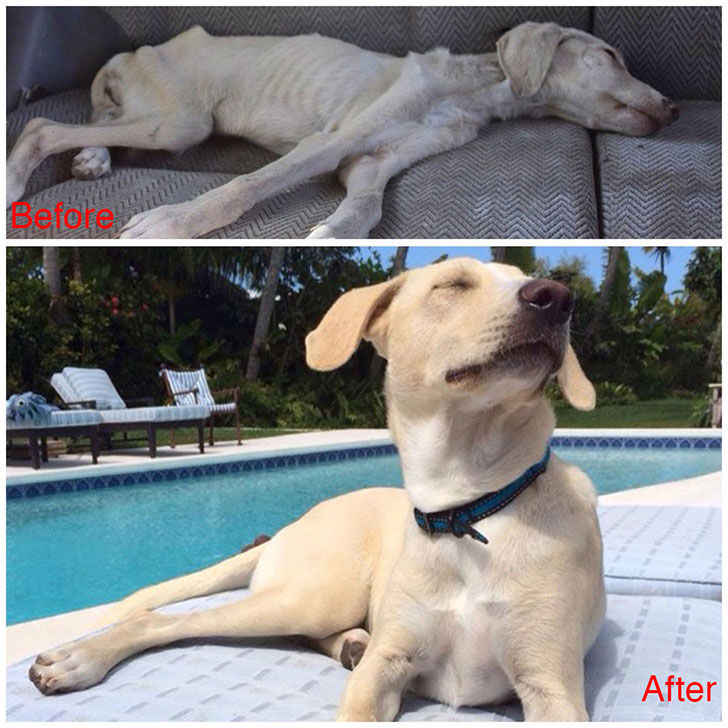 15-incredible-transformations-of-rescue-dogs-before-andamp-after-adoption_13