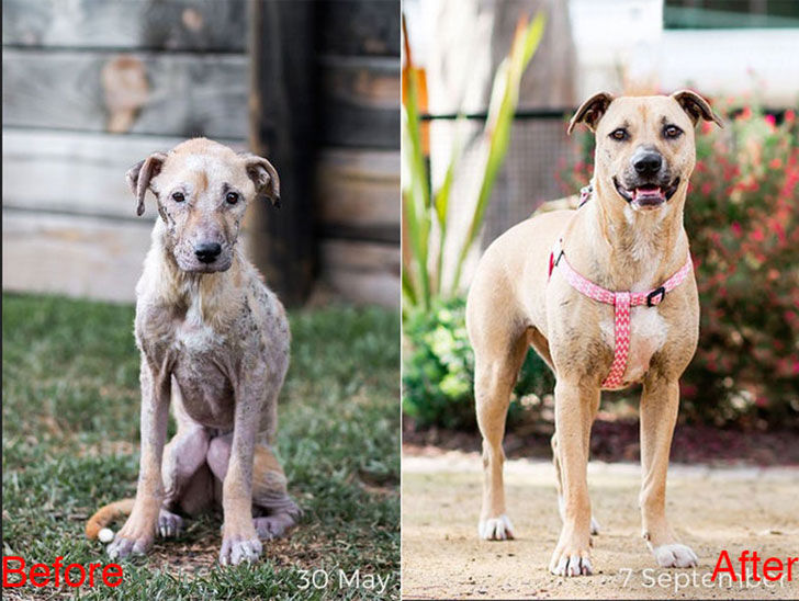 15-incredible-transformations-of-rescue-dogs-before-andamp-after-adoption_14