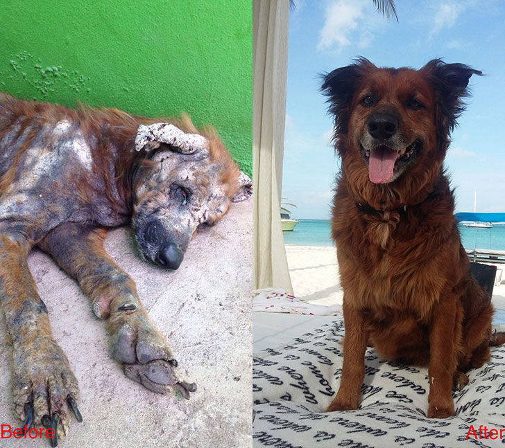 15-incredible-transformations-of-rescue-dogs-before-andamp-after-adoption_15