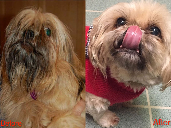 15-incredible-transformations-of-rescue-dogs-before-andamp-after-adoption_2