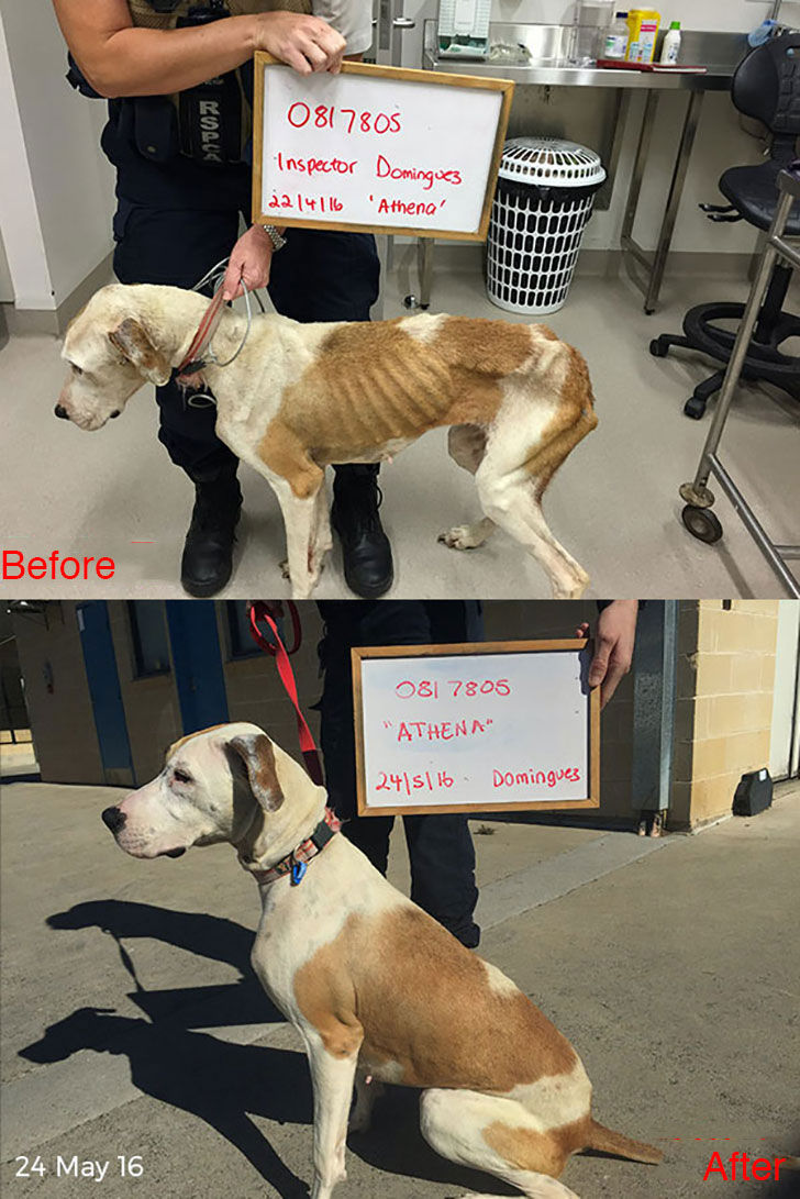 15-incredible-transformations-of-rescue-dogs-before-andamp-after-adoption_3