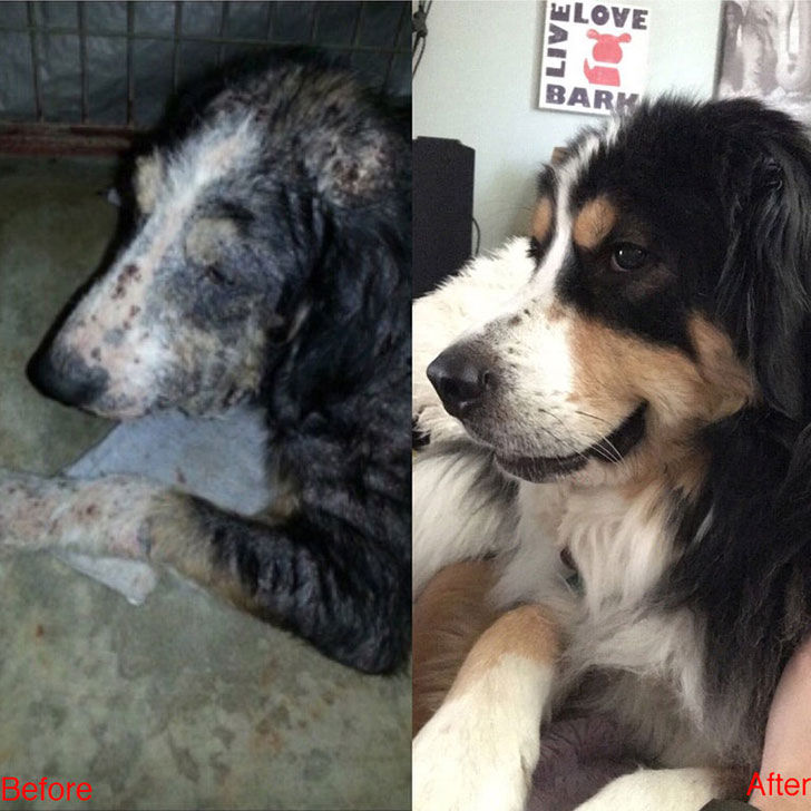 15-incredible-transformations-of-rescue-dogs-before-andamp-after-adoption_4