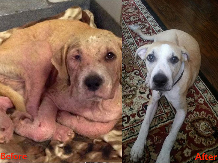 15-incredible-transformations-of-rescue-dogs-before-andamp-after-adoption_5